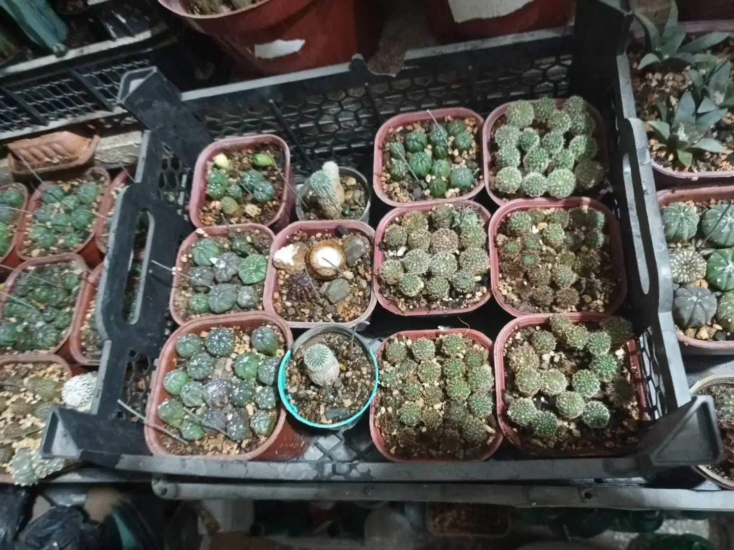 گل گیاه کاکتوس|گل و گیاه طبیعی|قم, پردیسان|دیوار