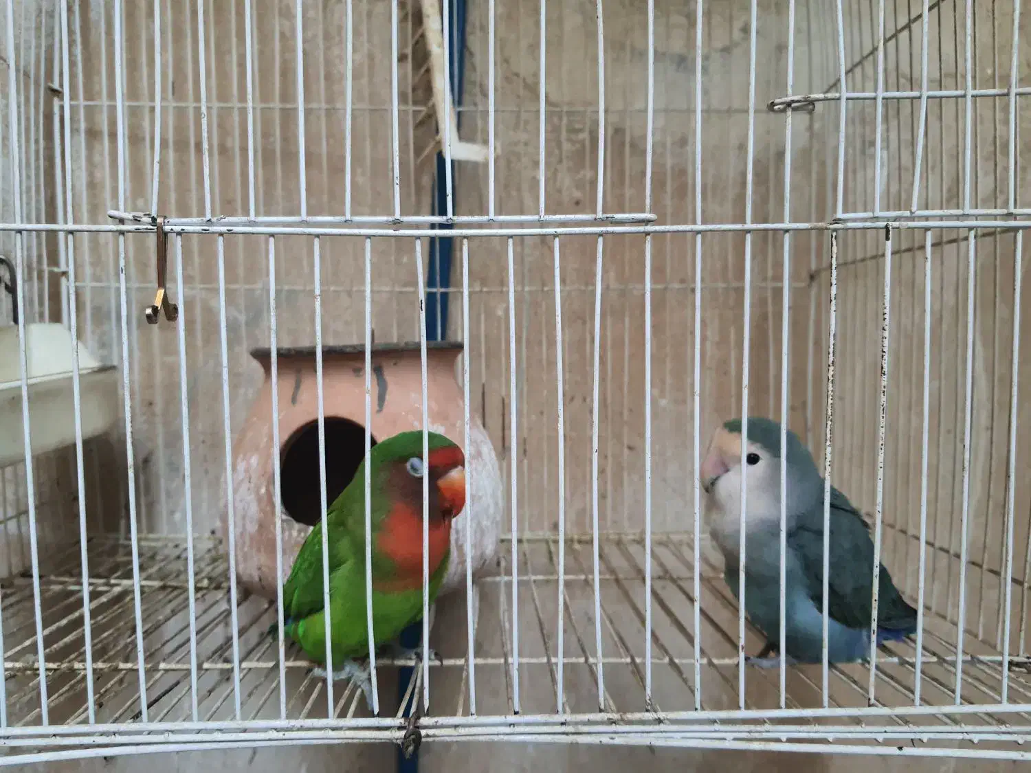 طوطی برزیلی|پرنده|کرمانشاه, |دیوار