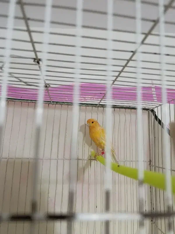 قناری|پرنده|تربت جام, تیپ ۳۸ زرهی تربت جام|دیوار