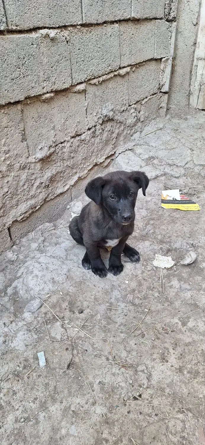 سگ عراقی|سگ|ورزقان, |دیوار