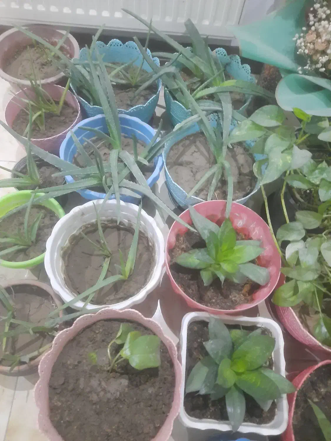 فروش گل و گلدان حراج ارزان|گل و گیاه طبیعی|اصفهان, باغ فدک|دیوار