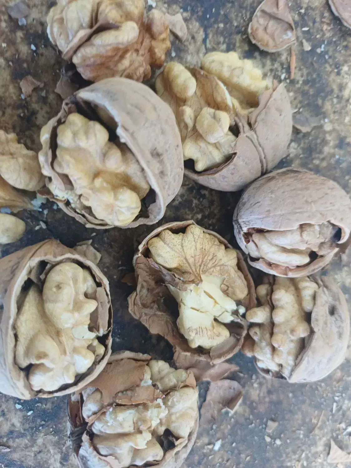 گردو ایرانی یک دست درجه یک|عمدهفروشی|زاینده رود, |دیوار