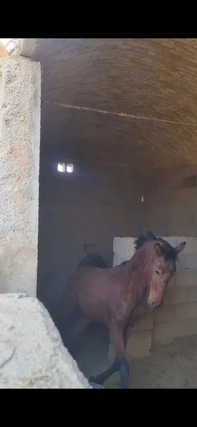 اسب کرد|اسب و تجهیزات اسبسواری|اصفهان, محمودآباد|دیوار