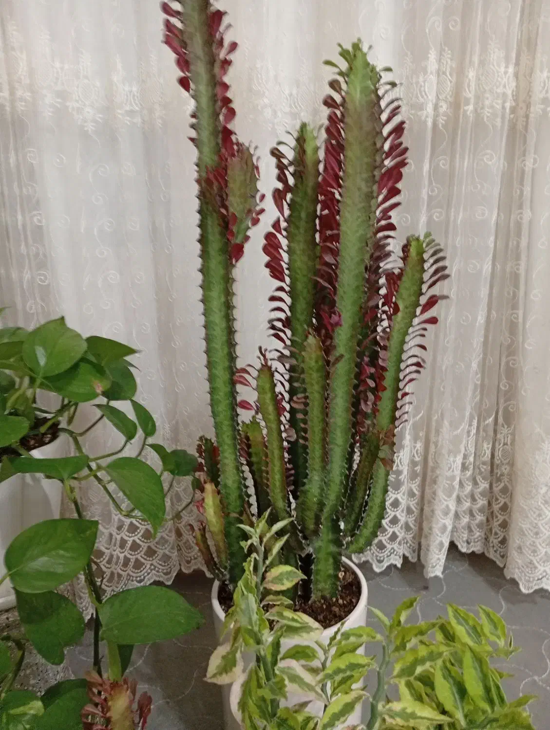 گلهای طبیعی|گل و گیاه طبیعی|دره شهر, |دیوار