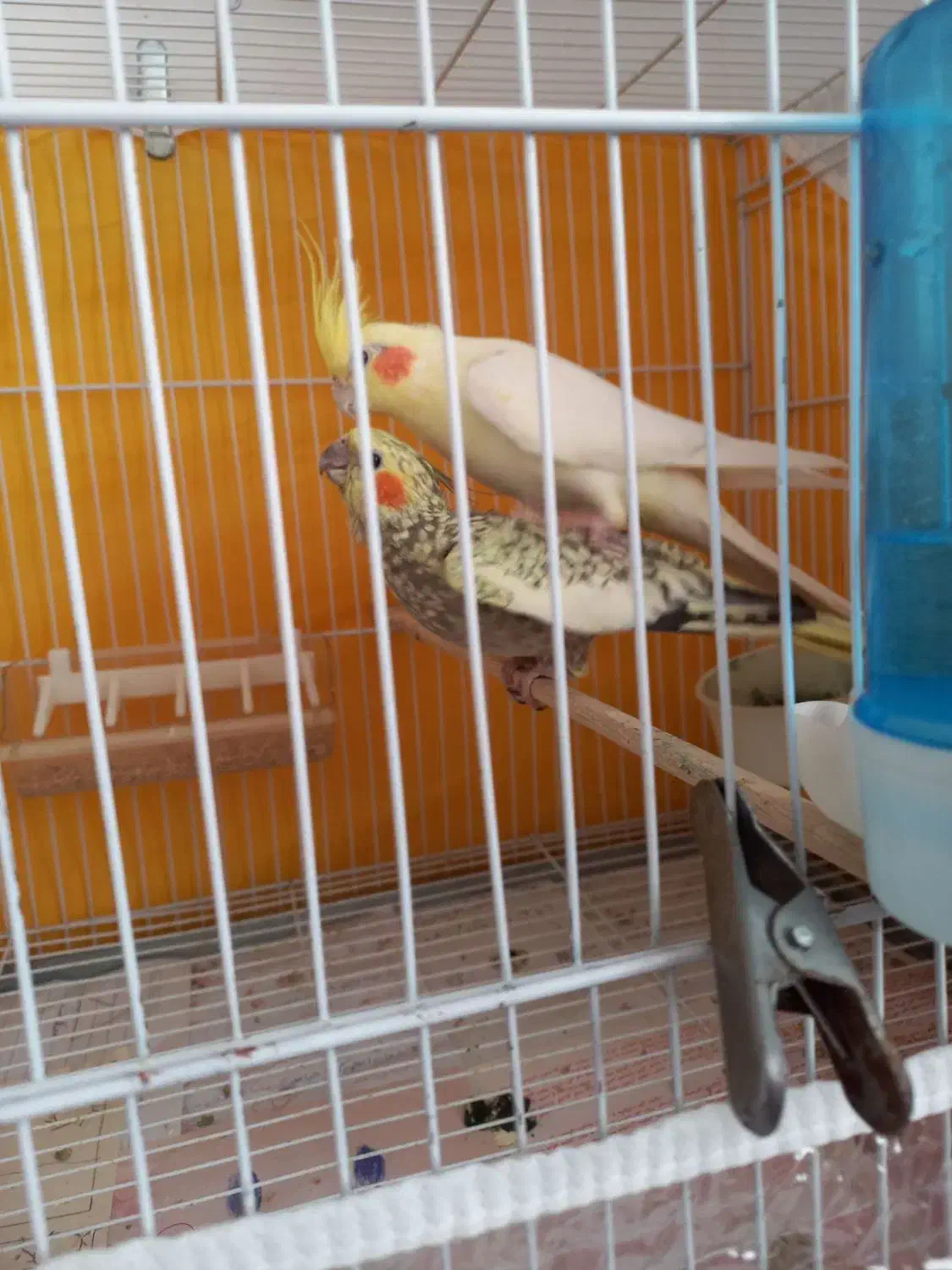 عروس هلندی مولد تضمینی|پرنده|بجنورد, |دیوار