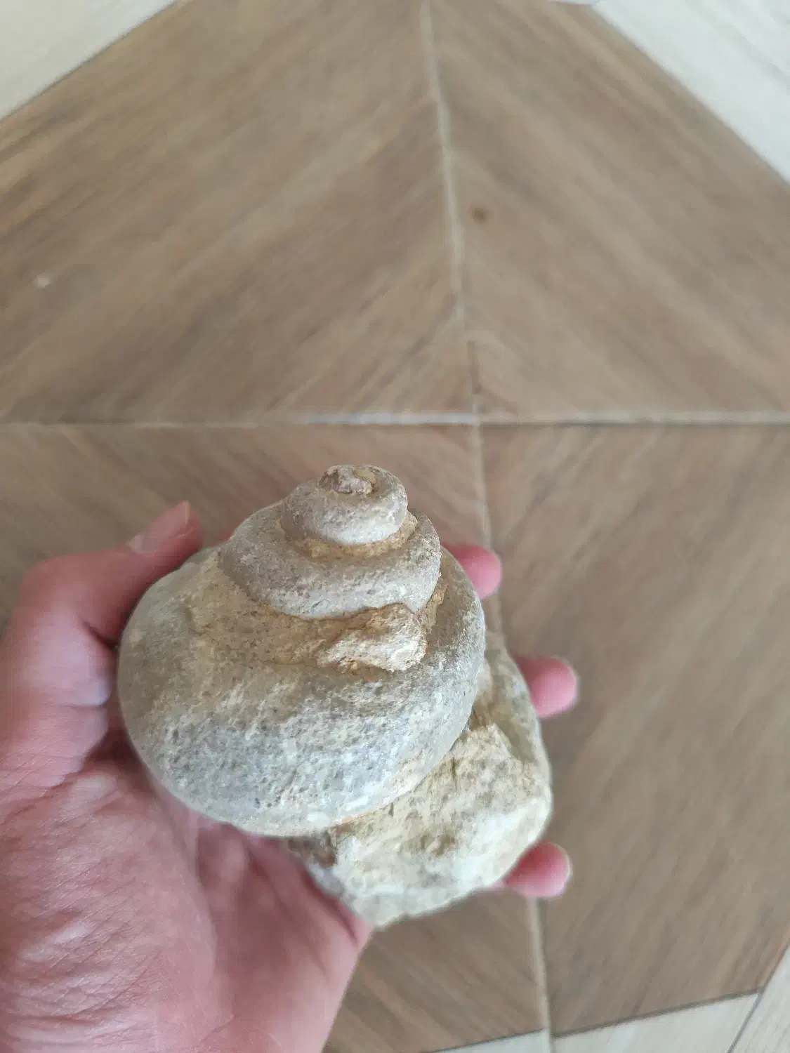 فسیل حلزون|کلکسیون اشیاء عتیقه|شیراز, باغ تخت|دیوار