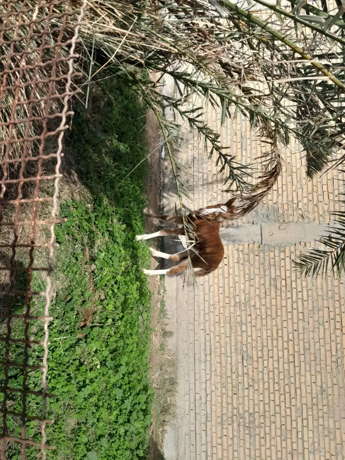 اسب مادیان|اسب و تجهیزات اسب‌سواری|رامهرمز, |دیوار