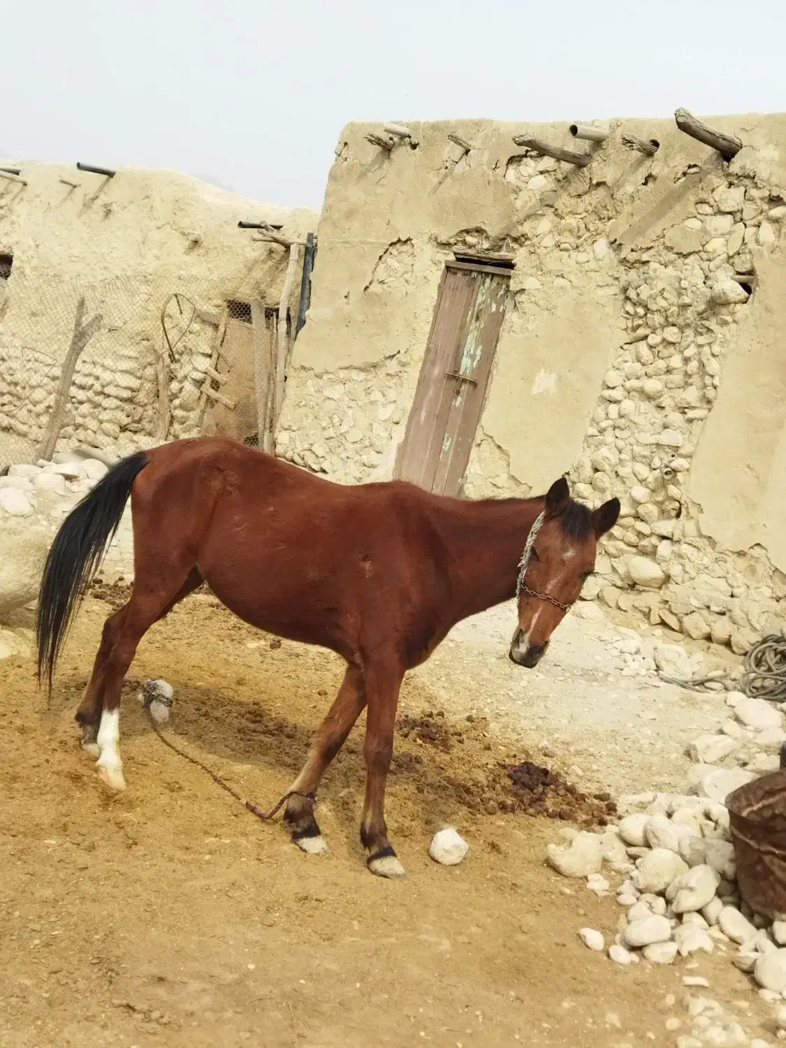 اسب مادیان|اسب و تجهیزات اسبسواری|بندر دیر, |دیوار