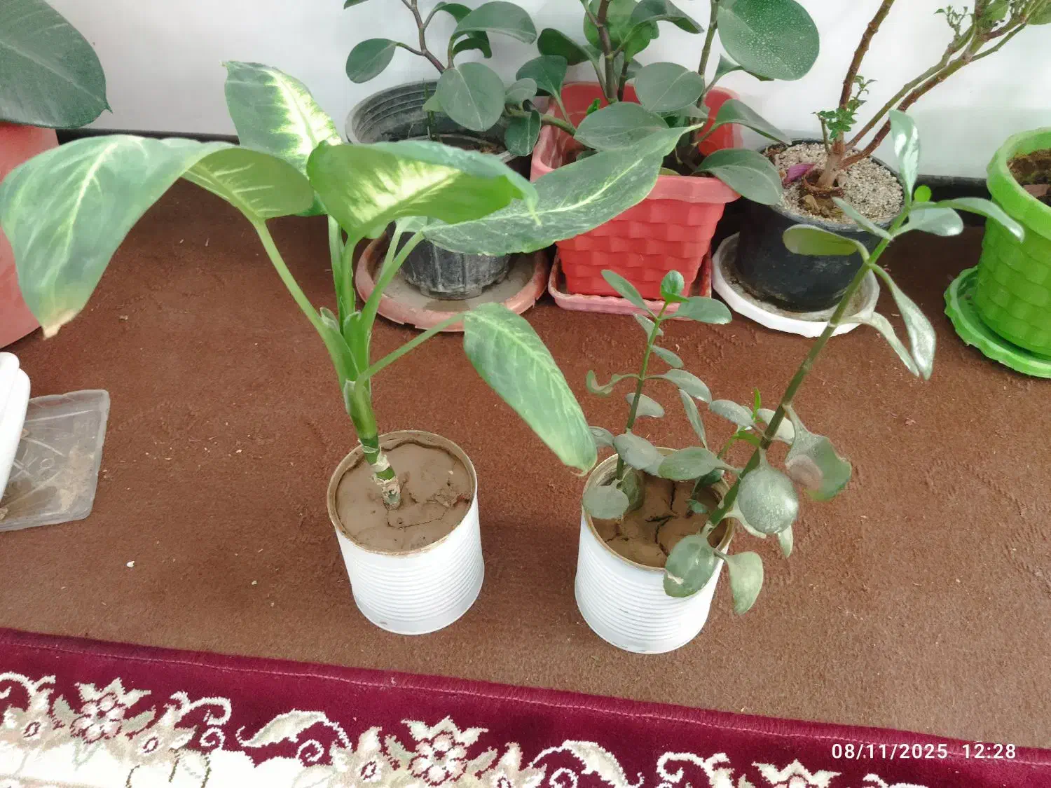 فروش گل های طبیعی|گل و گیاه طبیعی|شهرکرد, |دیوار