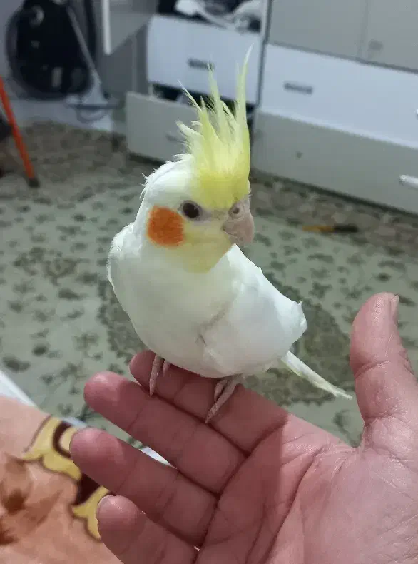 عروس هلندی دستی سخنگو لوتینو نر ماده|پرنده|مشهد, انقلاب|دیوار