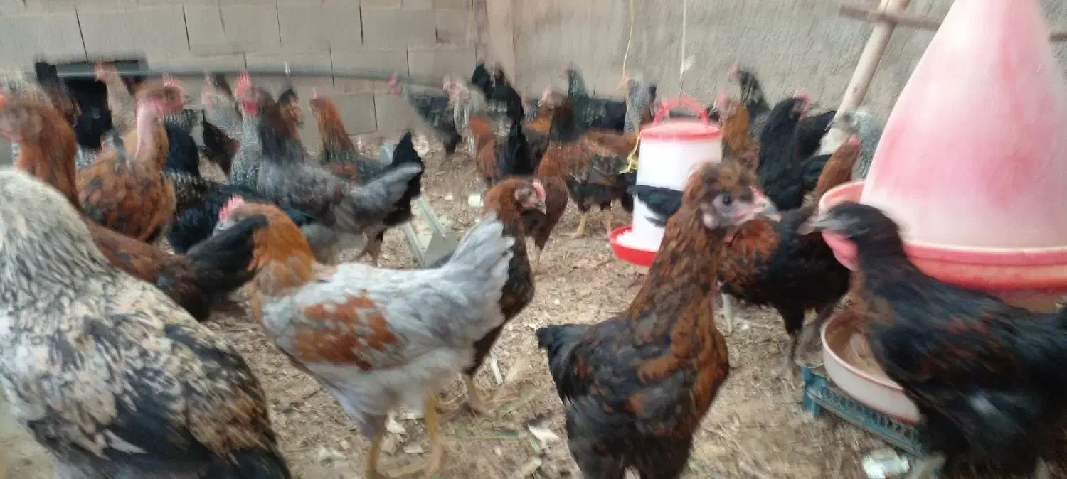 مرغ نیمچه  سه ماهه بلک استار و گلپایگانی|حیوانات مزرعه|پاکدشت, پاکدشت (مامازند)|دیوار