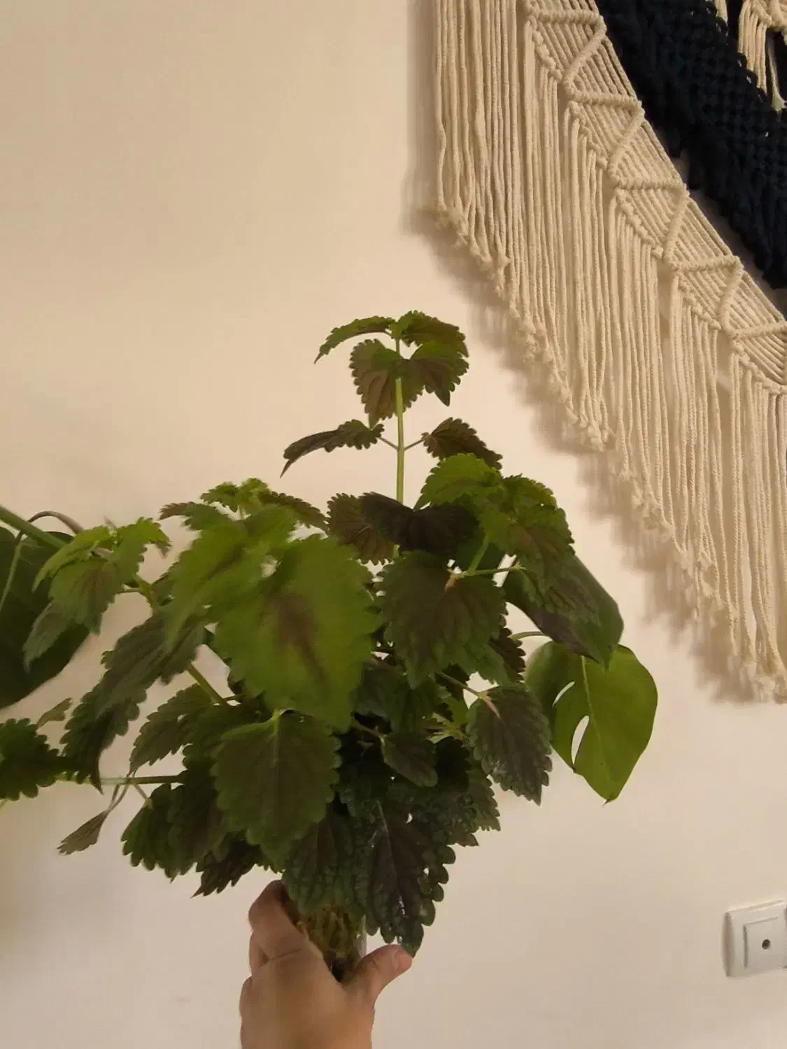 قلمه گل|گل و گیاه طبیعی|دهدشت, |دیوار