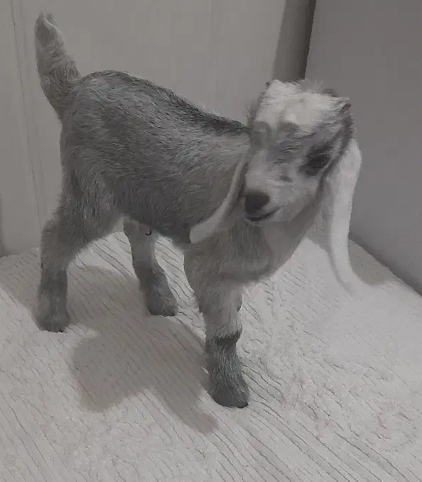 کهره شیری|حیوانات مزرعه|مرودشت, شهرک مهدیه|دیوار