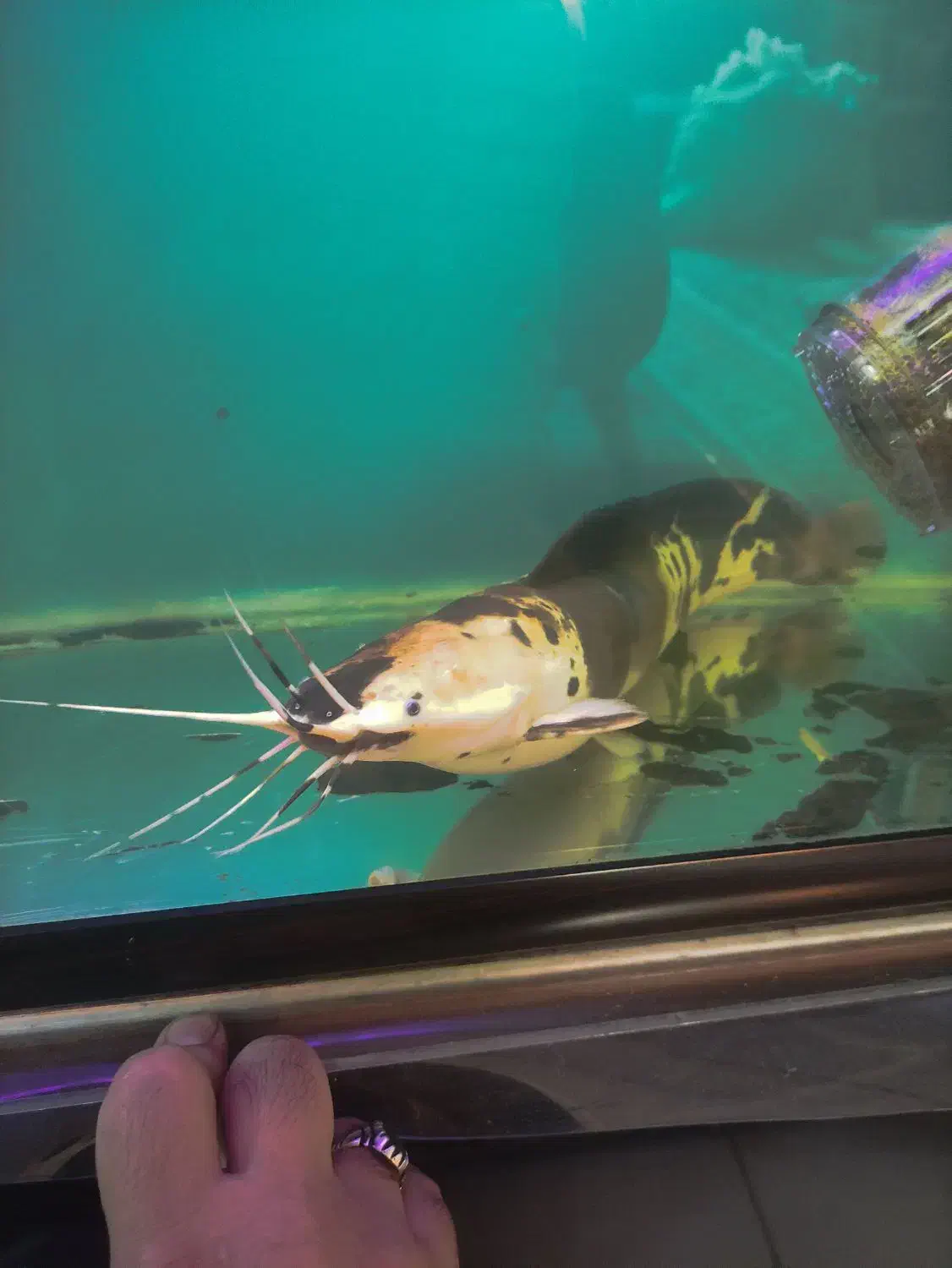 کت افریقایی|ماهی|بندرعباس, |دیوار