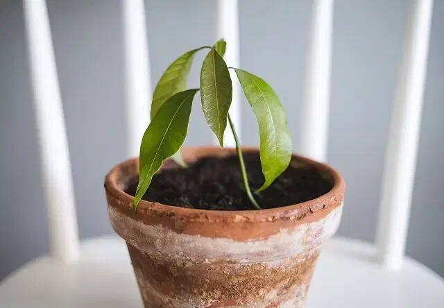 نهال انبه۴۰۰تومن|گل و گیاه طبیعی|کرمانشاه, |دیوار