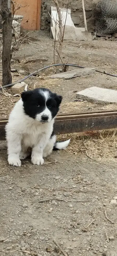 سگ قدرجونی واگذاری ماده|سگ|ملایر, |دیوار