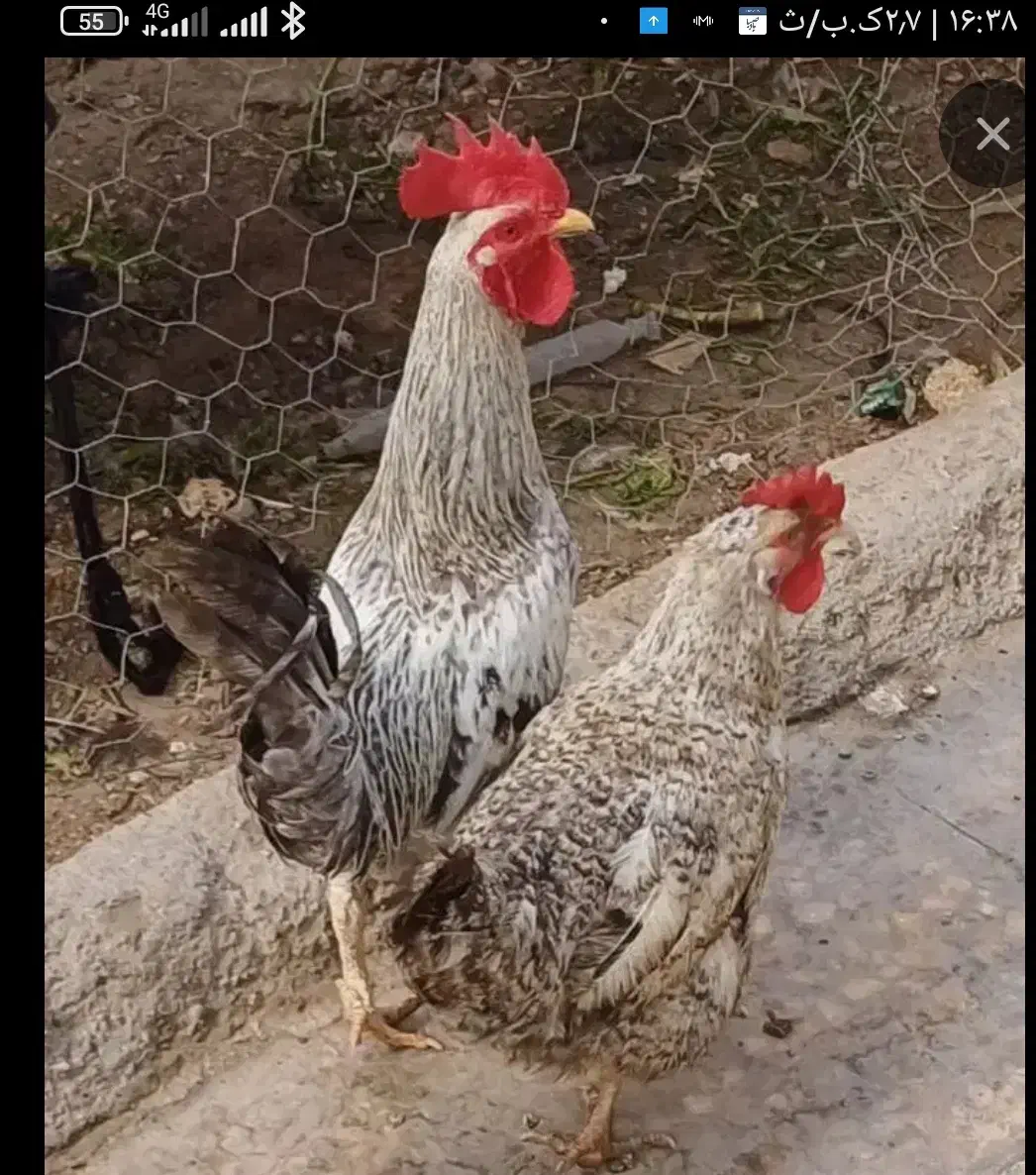 فروشی|حیوانات مزرعه|ایرانشهر, |دیوار