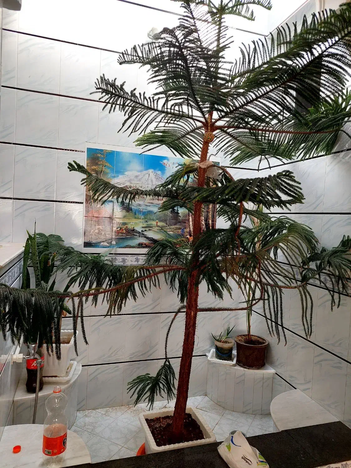 برگ سوزنی|گل و گیاه طبیعی|اهر, |دیوار