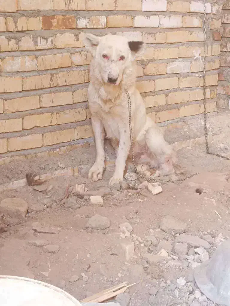 سگ گله ای|سگ|بادرود, |دیوار