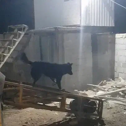 ژرمن دوبرمن|سگ|شیراز, کفترک|دیوار