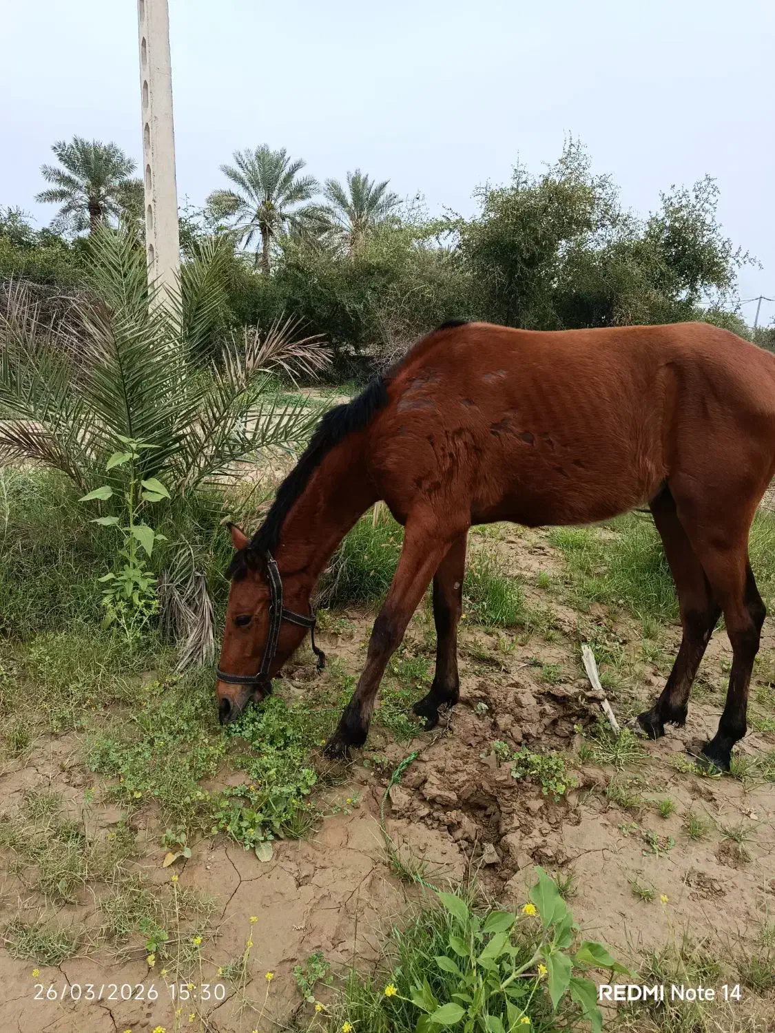 اسب|اسب و تجهیزات اسبسواری|بلوک, |دیوار