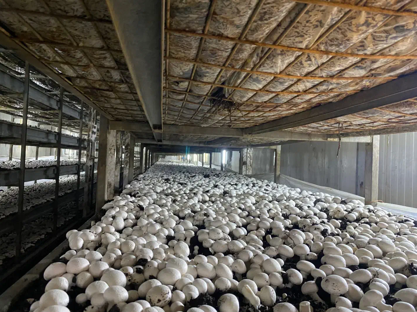 کارگر قارچ چین|استخدام صنعتی، فنی، مهندسی|بشاریات, |دیوار