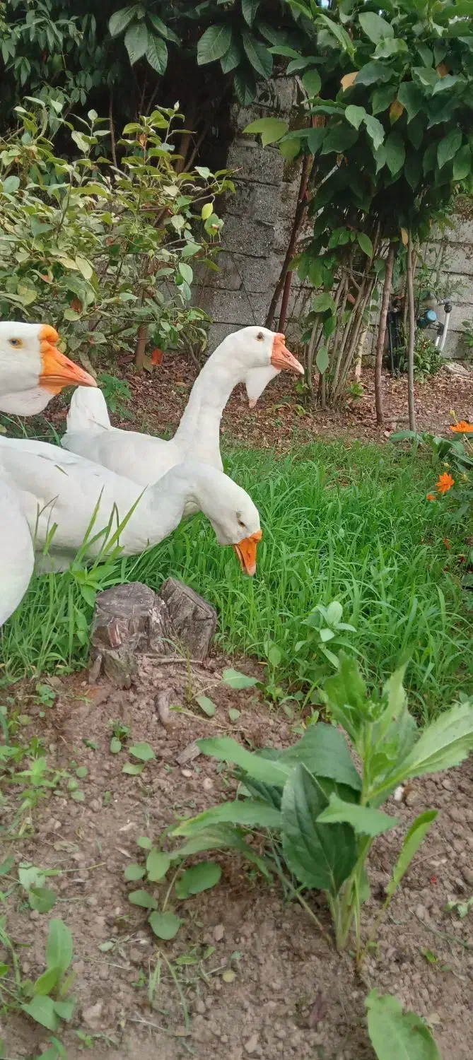 قوغاز اکراینی|حیوانات مزرعه|رشت, بوسار|دیوار