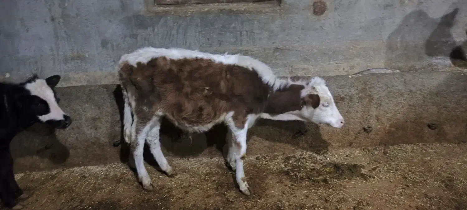 شش تا گوساله نر سیمتال|حیوانات مزرعه|لاجان, |دیوار