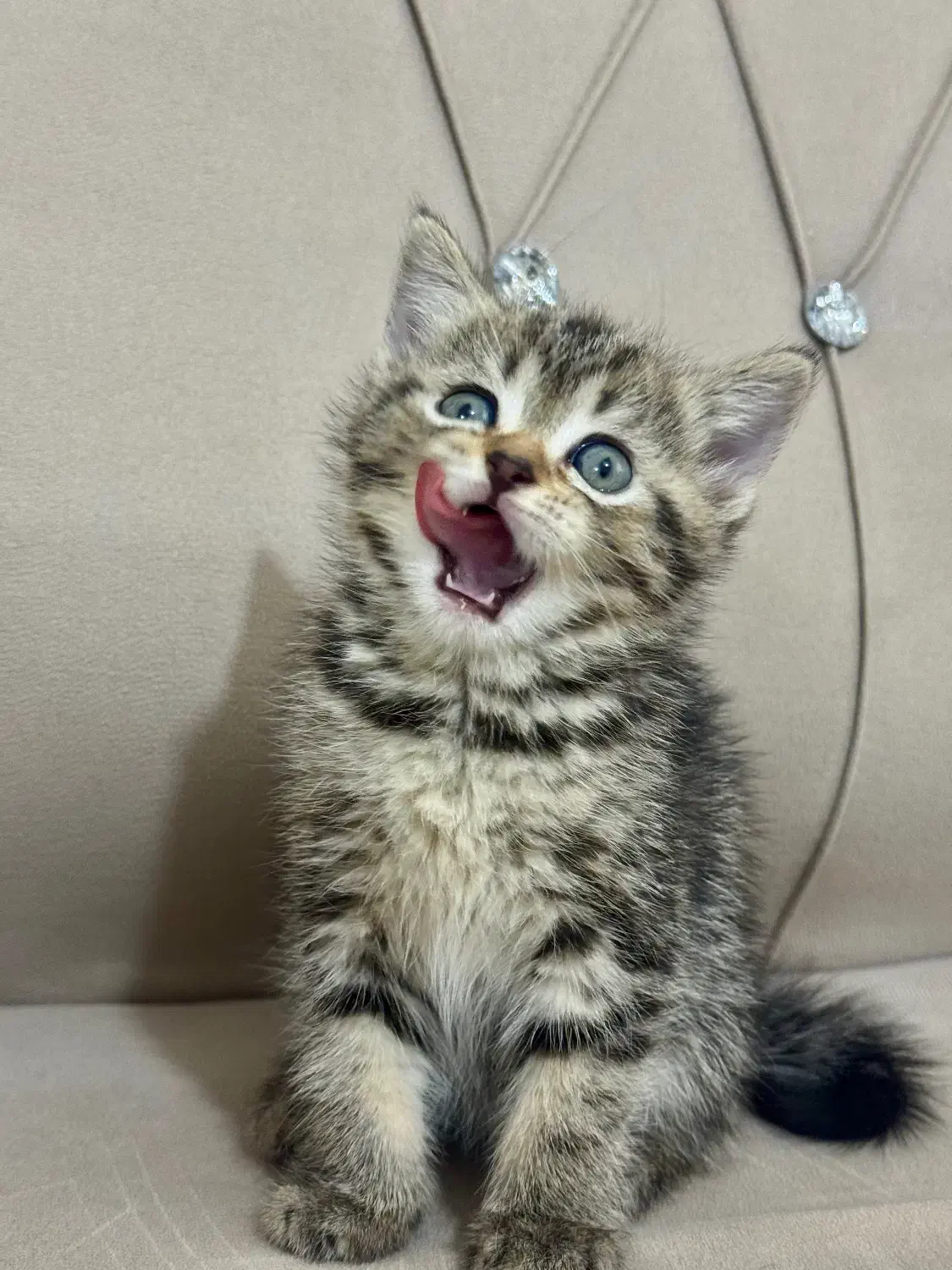 بیریتیش اسکاتیش|گربه|آزادشهر, |دیوار