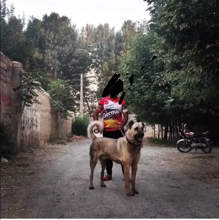 سرابی نر اصیل از نوه بزسر خاب|سگ|مشهد, میان ولایت|دیوار