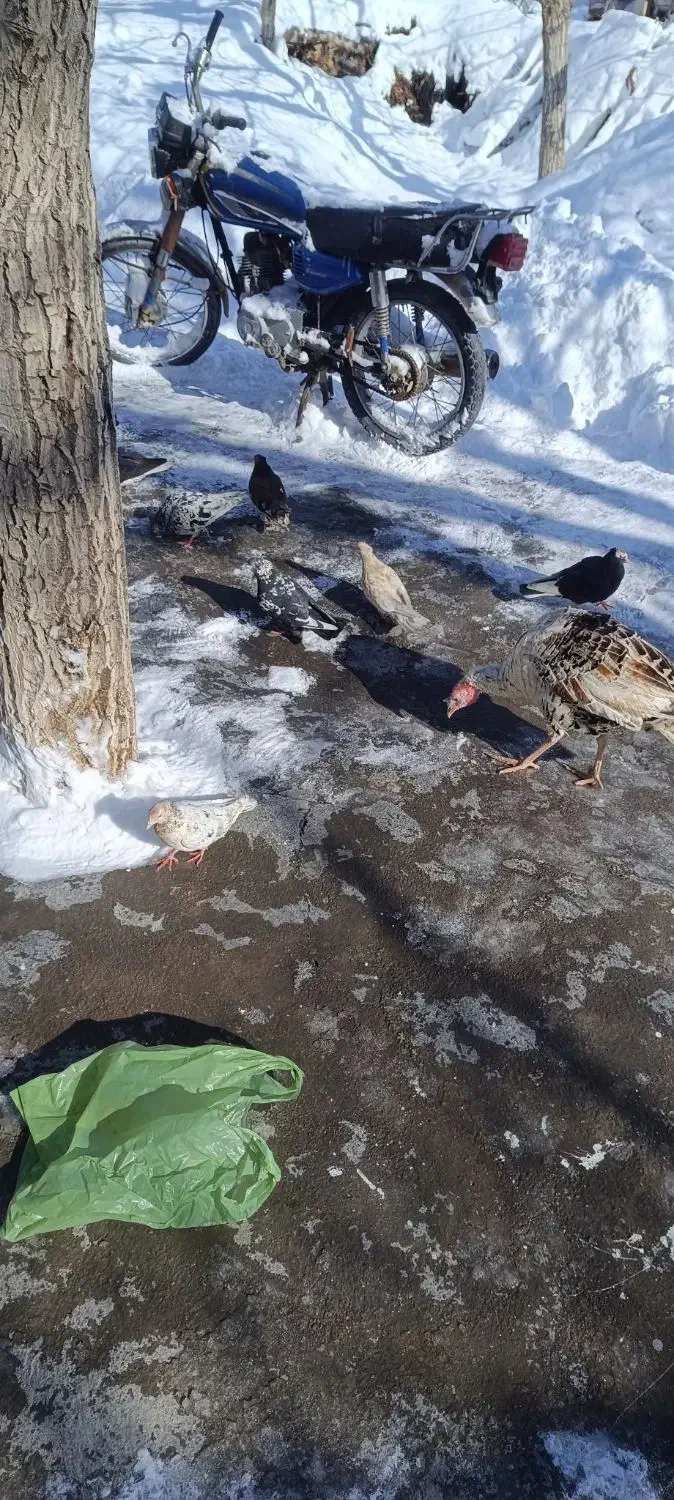 کفتر|پرنده|ضیاء آباد, |دیوار