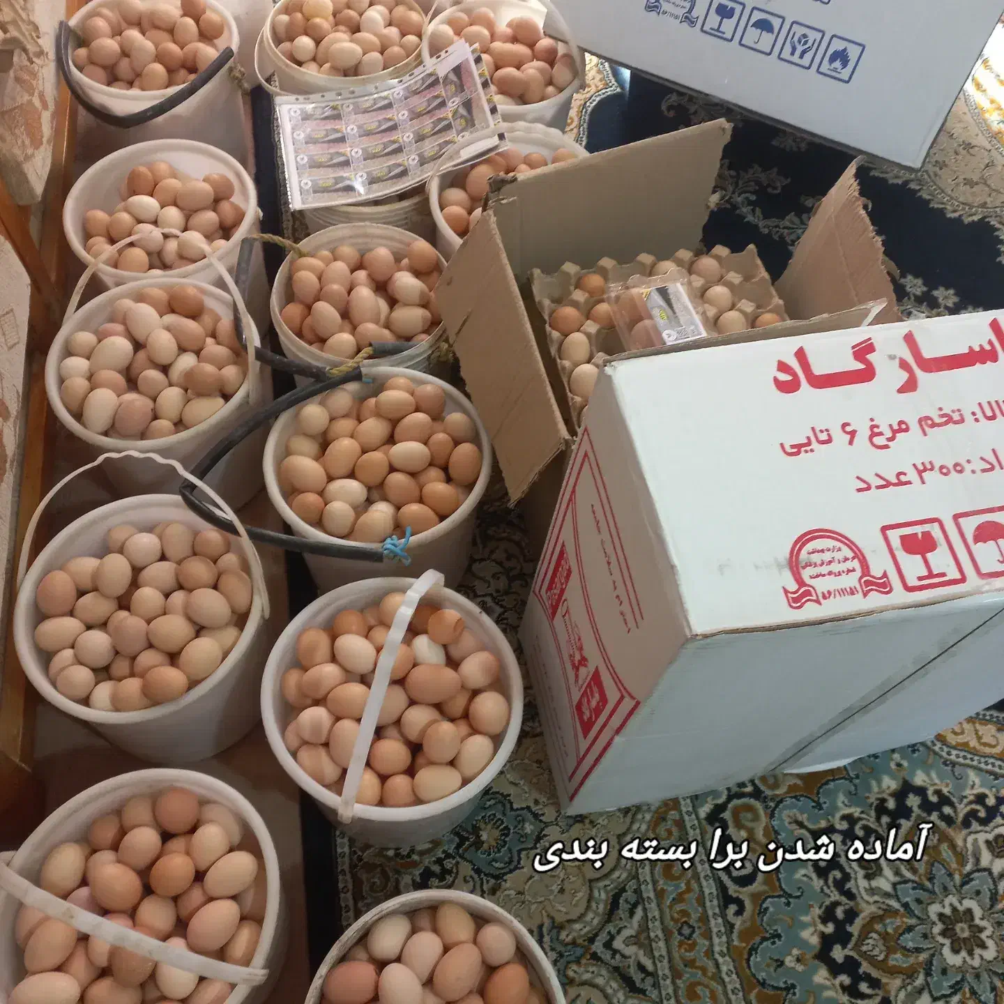 تخم مرغ رسمی محلی|خوردنی و آشامیدنی|ساری, |دیوار