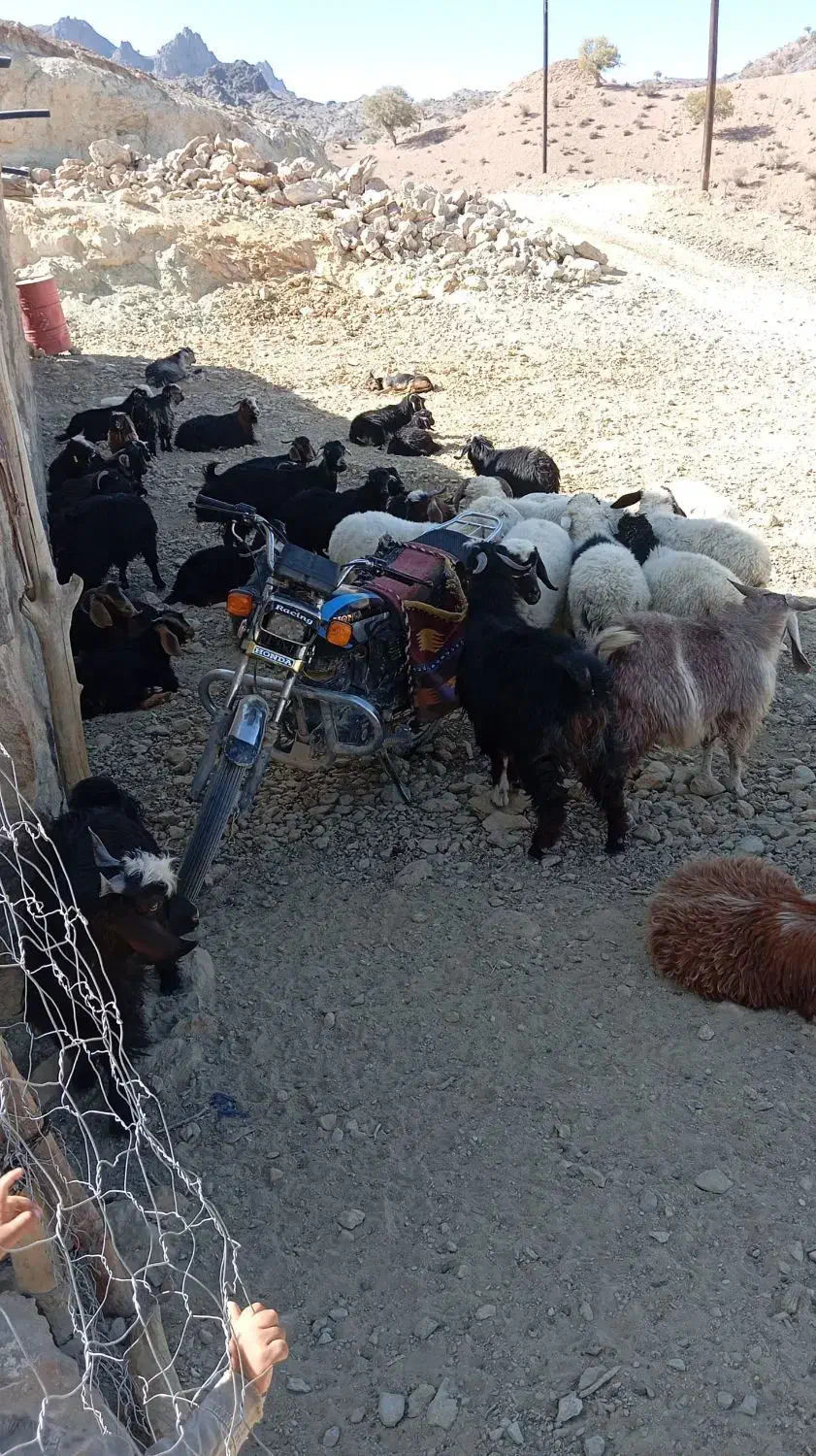 50عدد بز فروشی|حیوانات مزرعه|خاش, |دیوار