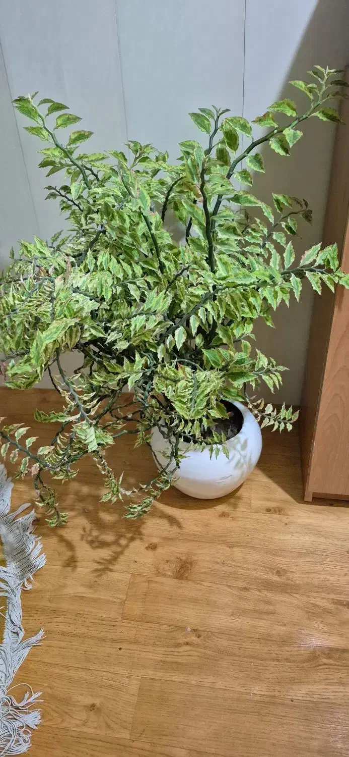 درخته بهار نارنج و درختچه فردوس|گل و گیاه طبیعی|ارومیه, |دیوار