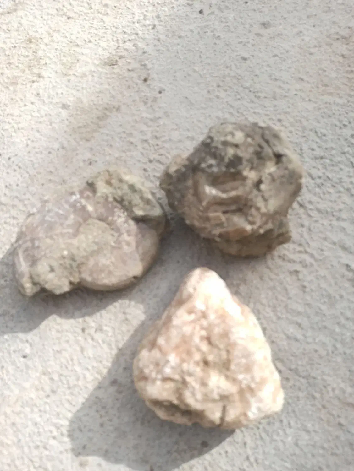 فسیل|کلکسیون اشیاء عتیقه|مرودشت, تامین اجتماعی|دیوار