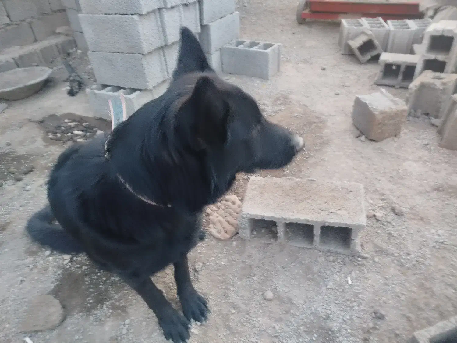 گلورییا|سگ|رزن, |دیوار