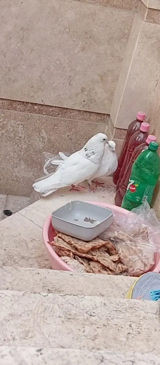 کفتر|پرنده|قم, هفت تیر|دیوار