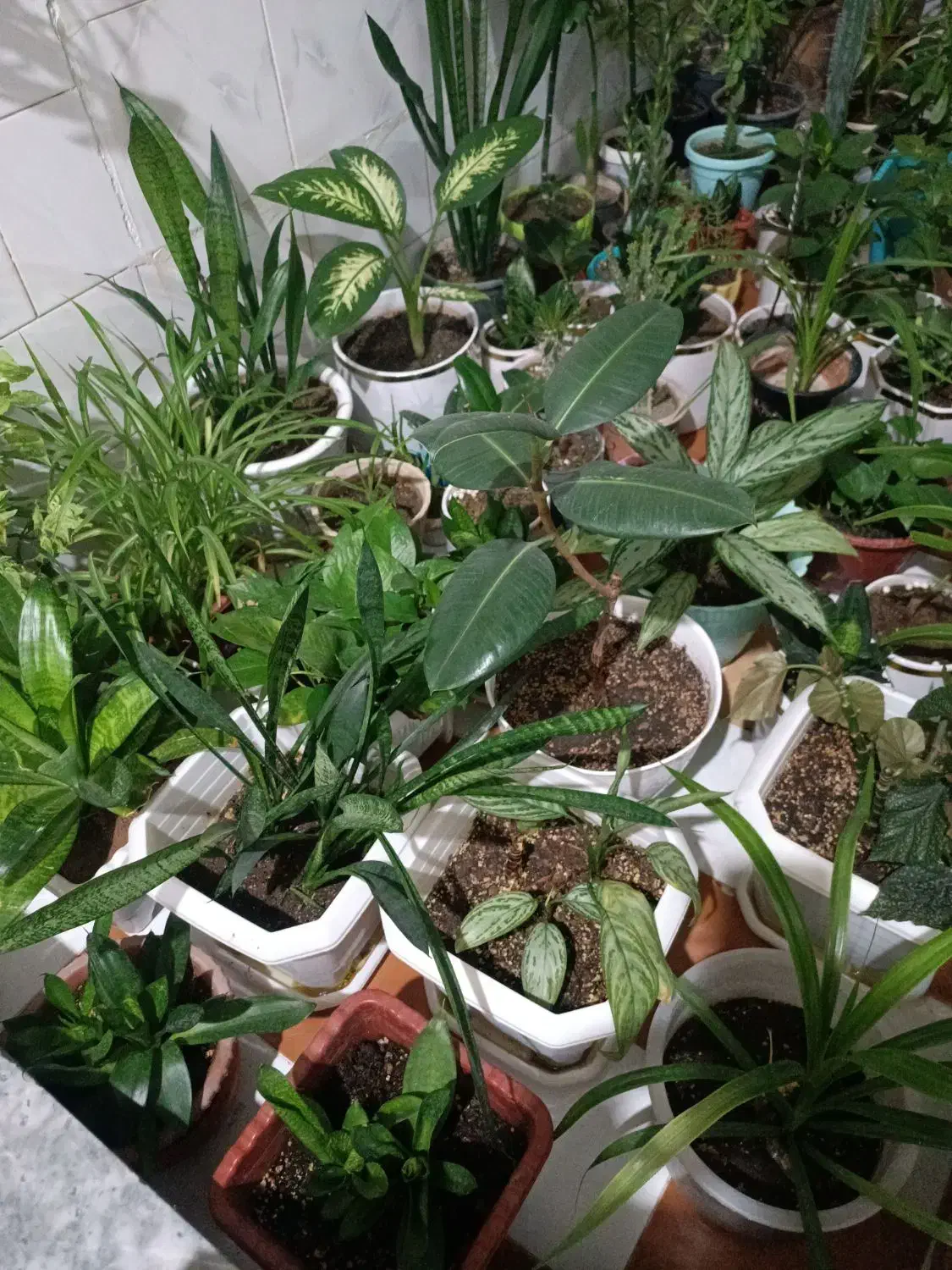 گل طبیعی|گل و گیاه طبیعی|کرمانشاه, |دیوار