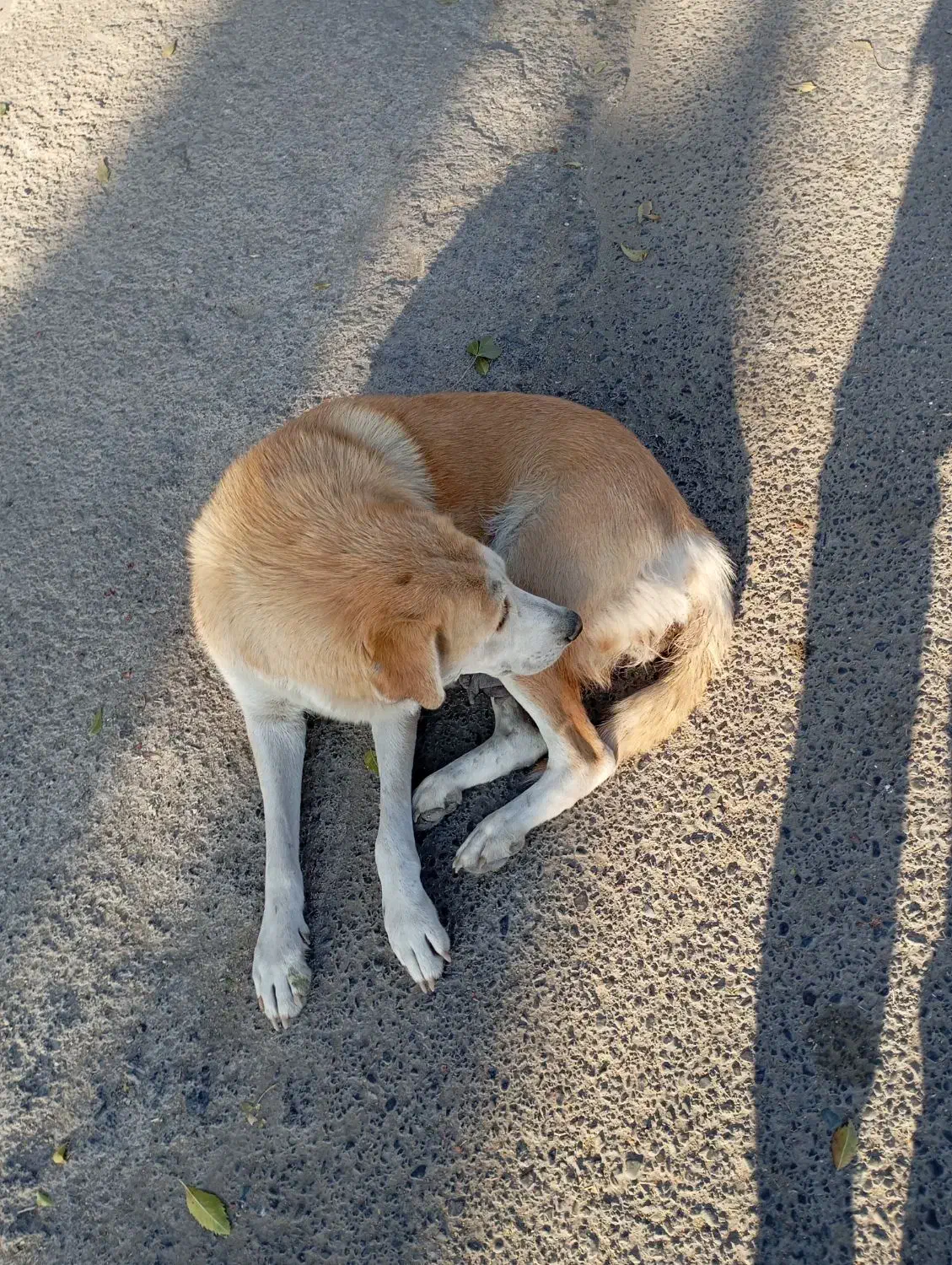 گمشده|سگ|رباط‌کریم, رباط‌کریم|دیوار