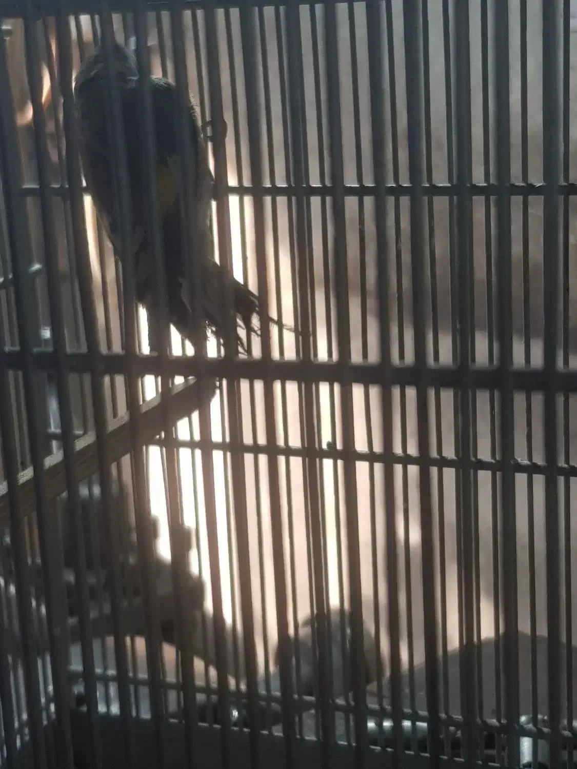 جوجه سهره نر|پرنده|قم, باسکول|دیوار