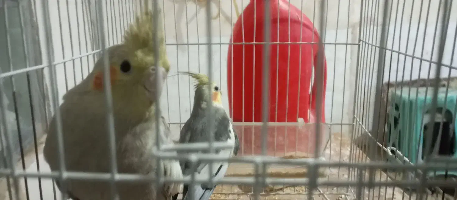 عروس هلندی|پرنده|تربت جام, اسماعیل آباد|دیوار