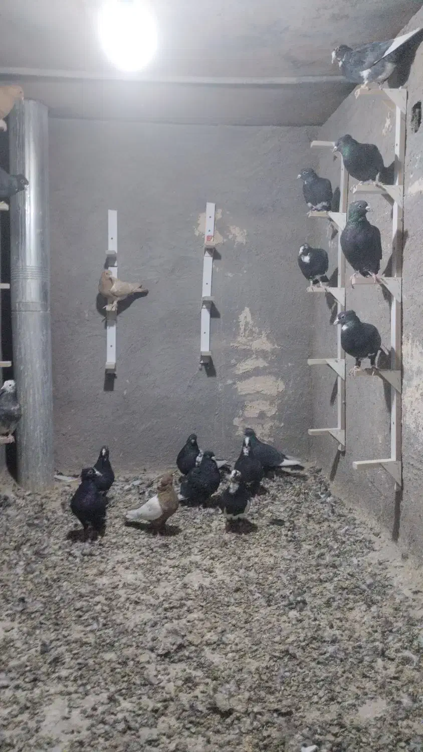 کبوتر|پرنده|رفسنجان, |دیوار