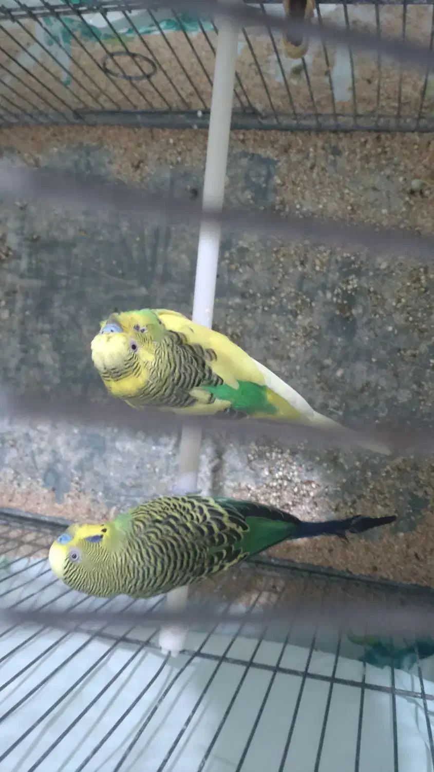 مرغ عشق نر|پرنده|شیراز, کوشک میدان|دیوار