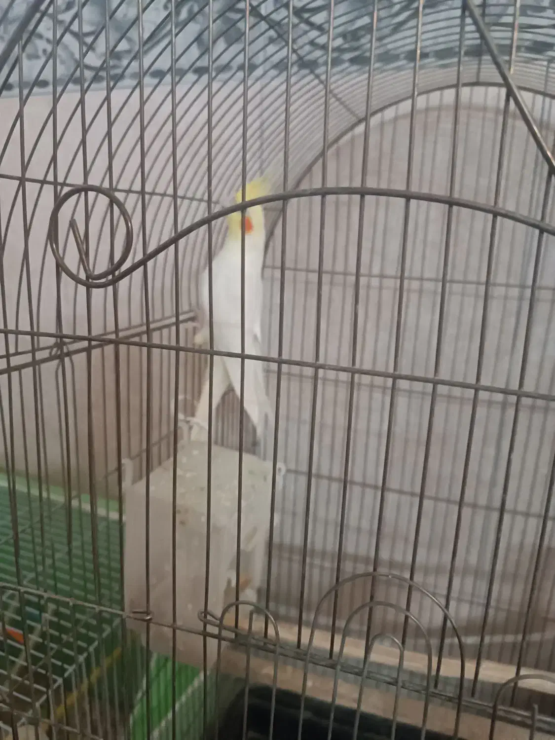 عروس هلندی لوتینو سخنگو معاوضه باکبوتر و کوتوله نر|پرنده|مشهد, خواجه ربیع|دیوار