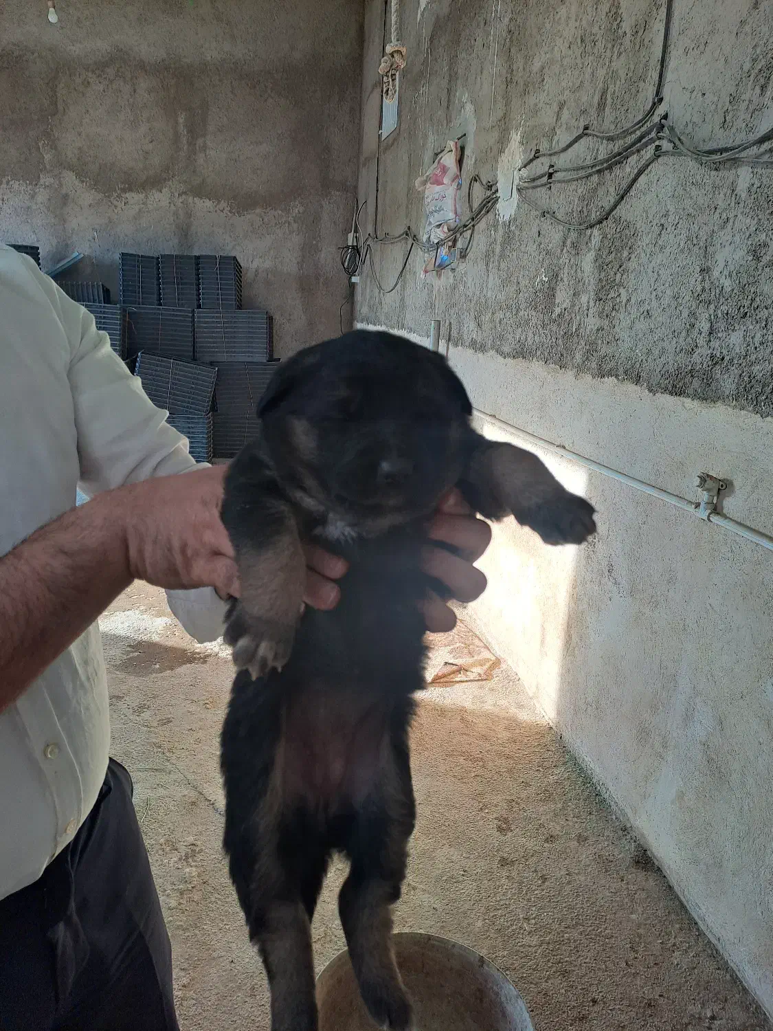 توله سگ ژرمن شولاین|سگ|تهران, حکیمیه|دیوار