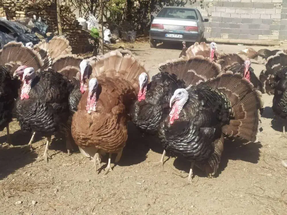 فروش بوقلمون|حیوانات مزرعه|سنندج, |دیوار