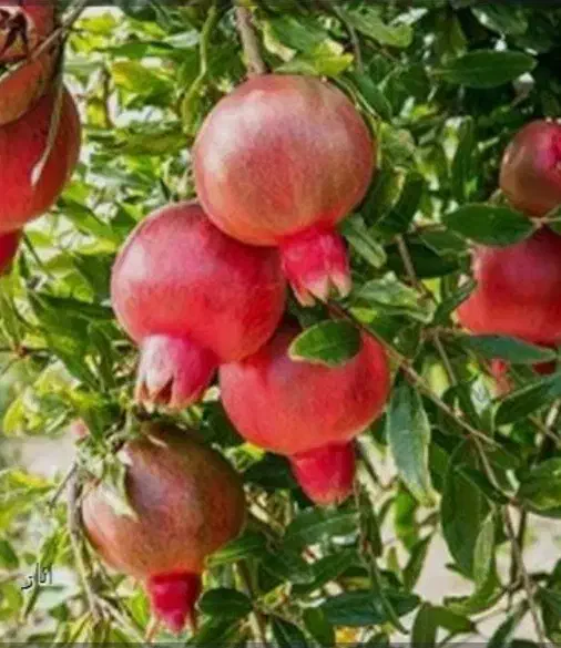 تفریح وتورگردشگری بانوان درمرودشت مقرون بصرفه|تور و چارتر|مرودشت, ثبت احوال|دیوار