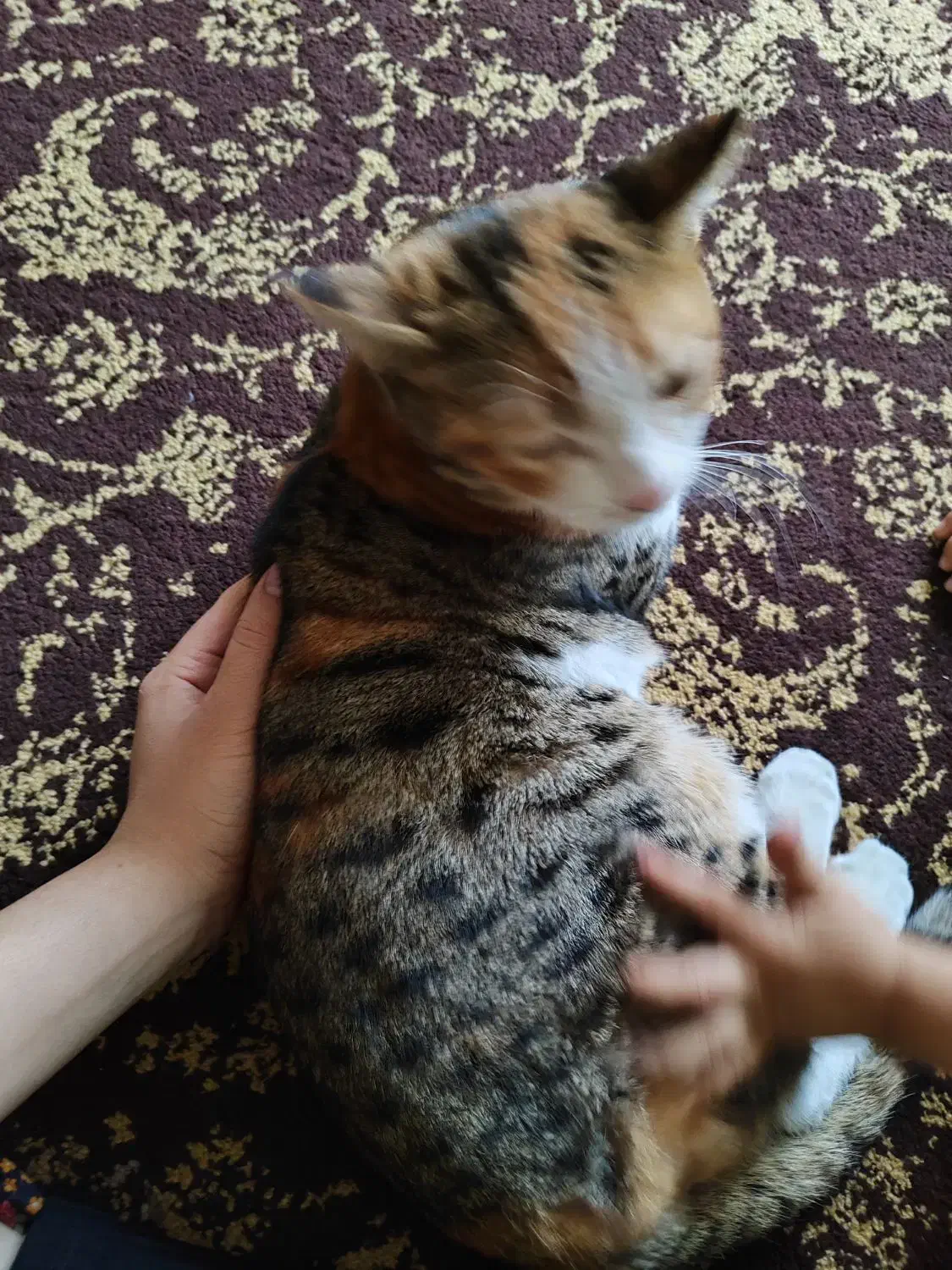 واگذار ی گربه|گربه|شیراز, بازار|دیوار