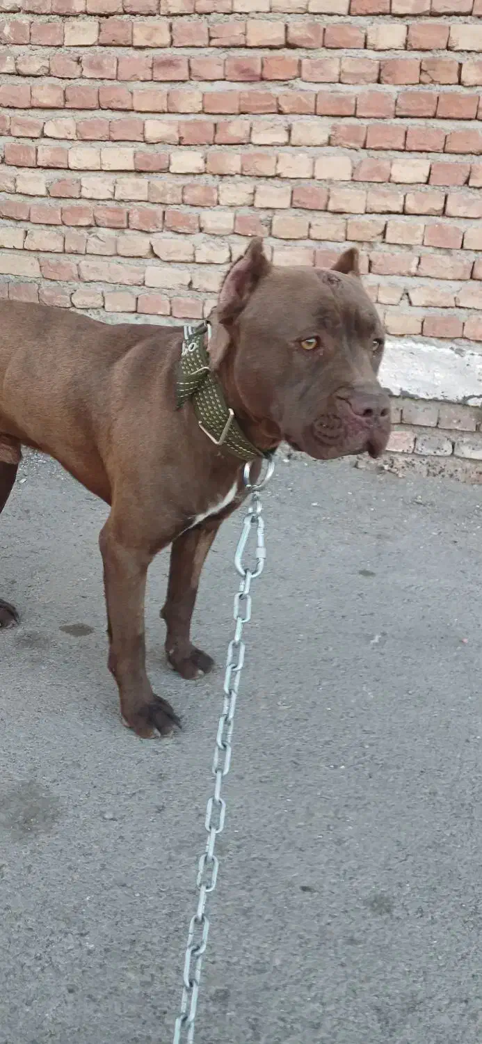پیتبول|سگ|اردبیل, |دیوار