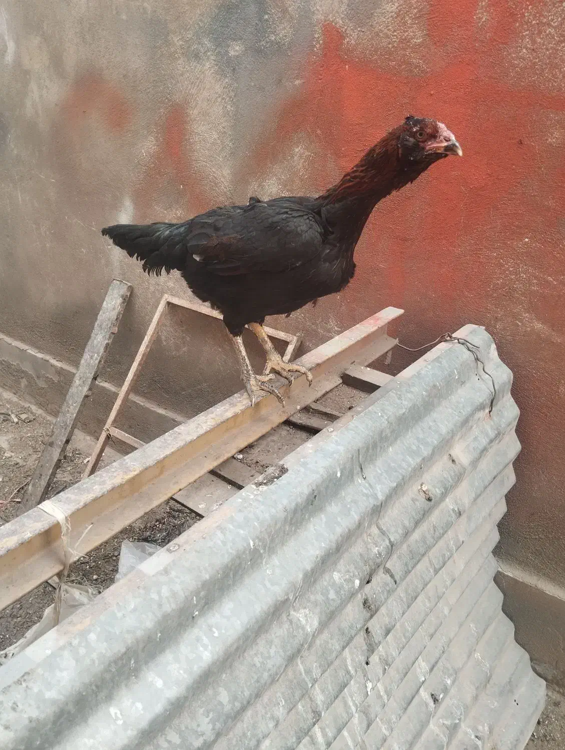 خروس لاری و مرغ لاری|حیوانات مزرعه|ورامین, خیر آباد|دیوار